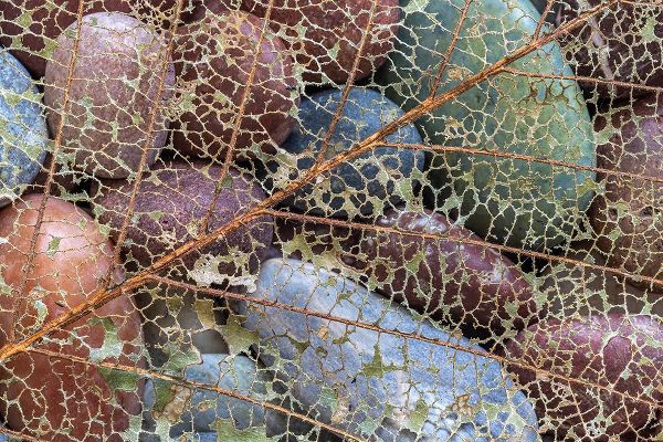 Jaynes Gallery 아티스트의 USA-Washington State-Seabeck Skeletonized leaf on beach rocks작품입니다.